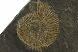 Dactylioceras Ammonite Plate - Posidonia Shale, Germany #79313-1